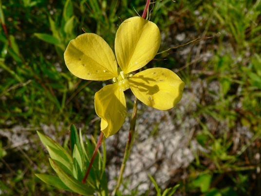 {Ludwigia virgata}